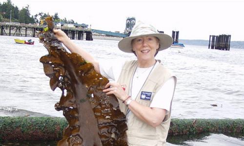 Морская капуста - водоросли ламинария